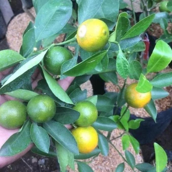 

Bibit Tanaman Buah Jeruk Lemon Cui K7I MMU