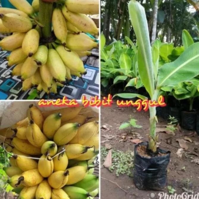 bibit tanaman buah pisang mas / pohon buah pisang emas bibit unggul  MMU