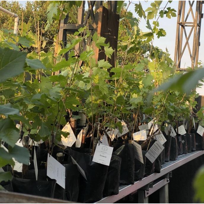 

Bibit Tanaman Buah Anggur Import Harold MMU