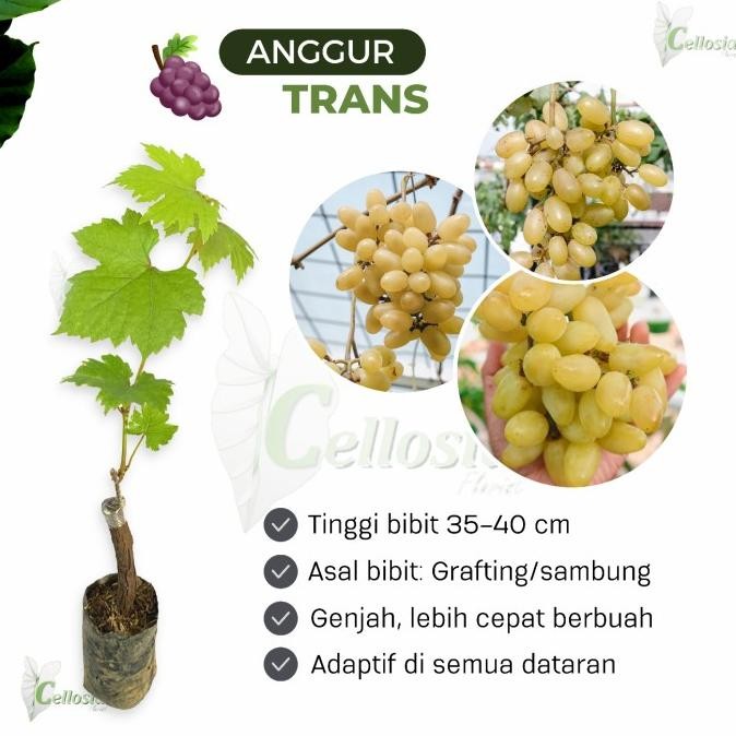 

Bibit Tanaman Buah Anggur Import Transfuration MMU