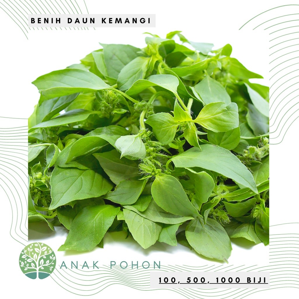 Benih Bibit Biji - Kemangi Super Kualitas Super Unggul Aromatik Basil Lemon Lokal Lalap Herb Seeds -