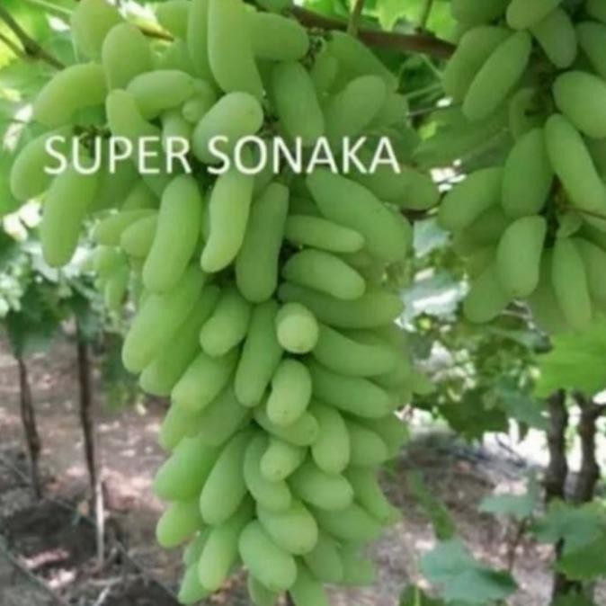 

Bibit Tanaman Anggur Super Sonaka Import-Pohon Buah Anggur Impor Asli MMU