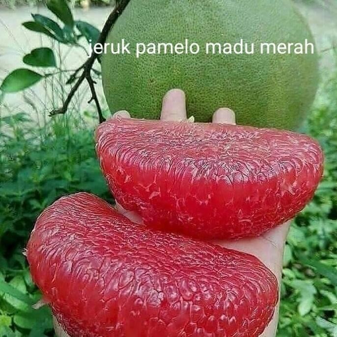 

bibit tanaman buah jeruk red pamelo madu merah okulasi cepat berbuah MMU