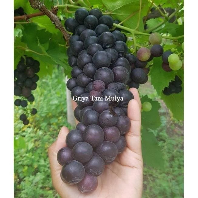 

Bibit tanaman Buah Anggur Hitam MMU
