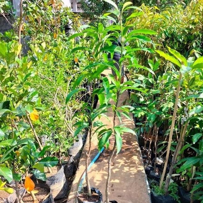 FRES Bibit Tanaman Buah Mangga Manalagi Probolinggo Tinggi 1 Meter VALID