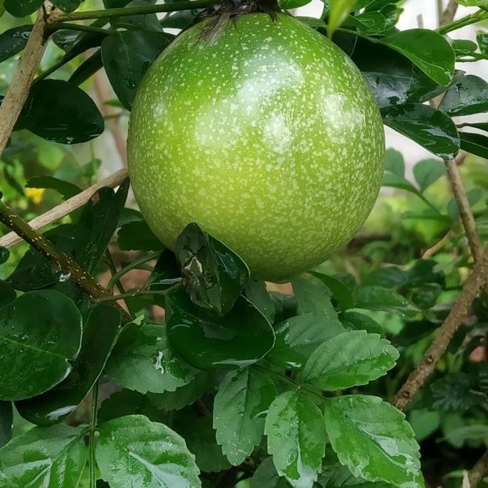 Tanaman Buah Markisa Madu - Markisa - Passiflora Edulis MMU