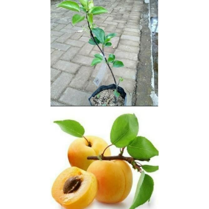 FRES bibit tanaman buah aprikot UNGGULAN VALID