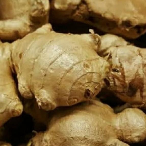 

Jahe Gajah Fresh /Segar 1Kg