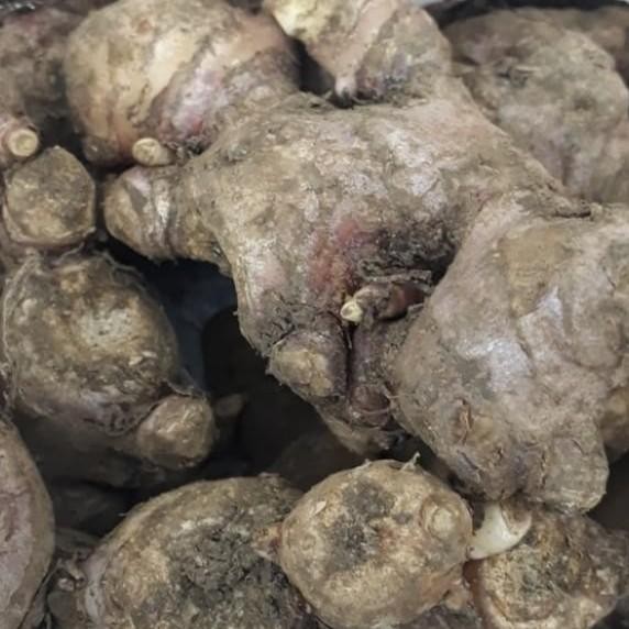 

Jahe Merah (Zingiber Officinale Bar Rubrum) Segar 1Kg