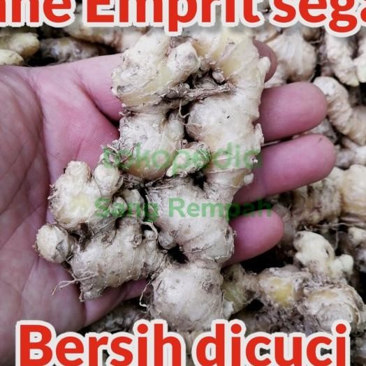 

Jahe Emprit Segar Bersih 5 Kg