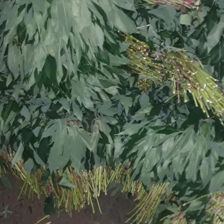 

Daun Singkong Segar / Daun ubi Segar 1 Ikat