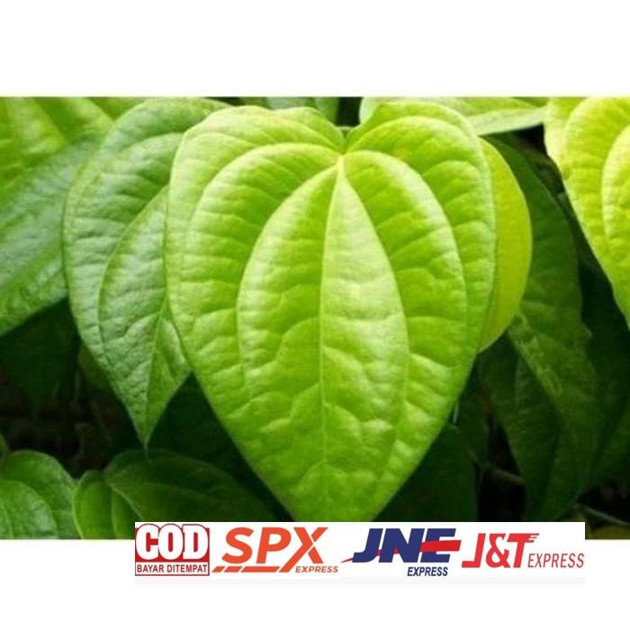 

Kualitas Tertinggi (100 Lembar) Daun Sirih Segar Daun Herbal Daun Herbal Segar