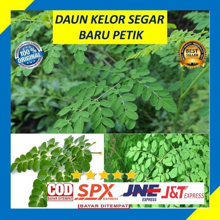 

Promo Daun Kelor Segar Tanaman Organik 100 Gram Pohon Herbal Daun Herbal Alami
