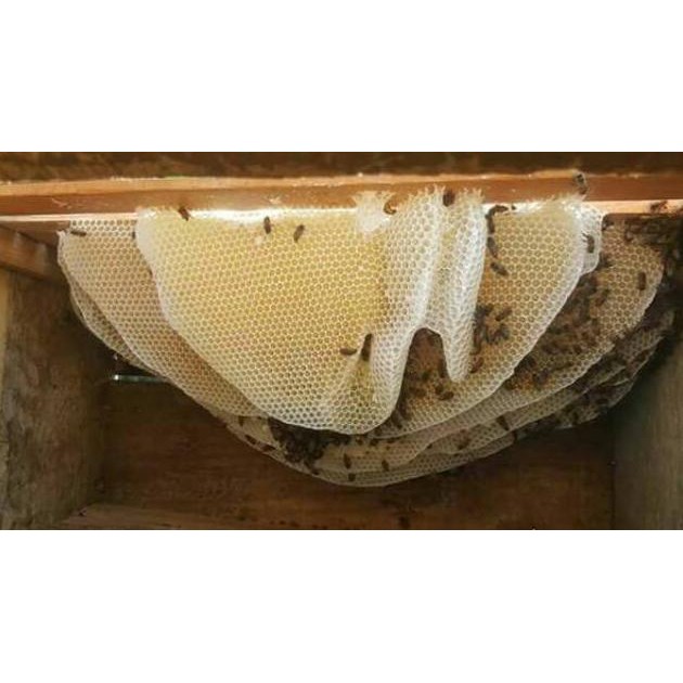 

Big Sale 1 Kg Madu Sarang Mellifera High Quality