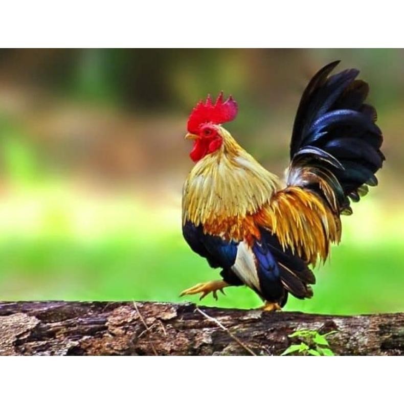 New Telur Ayam Hias Kate