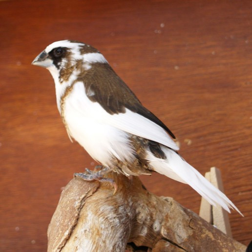 Burung Emprit Jepang Society Finch warna Panda sepasang