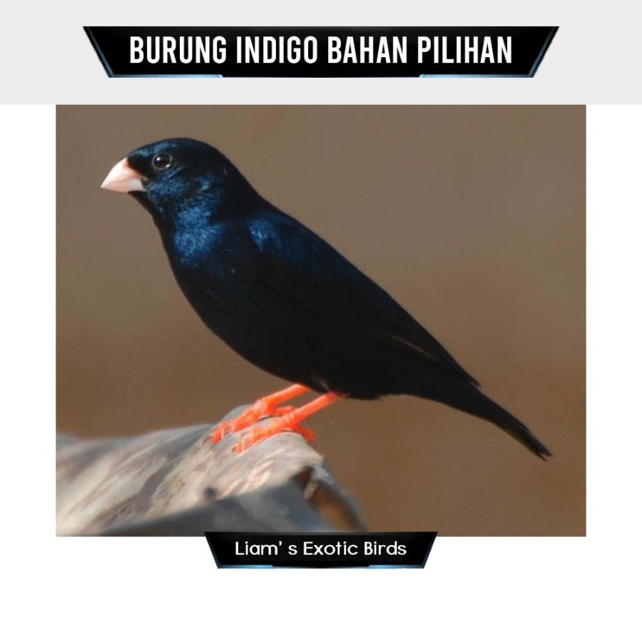 Burung Indigo village finch Pilihan Jantan Trotol