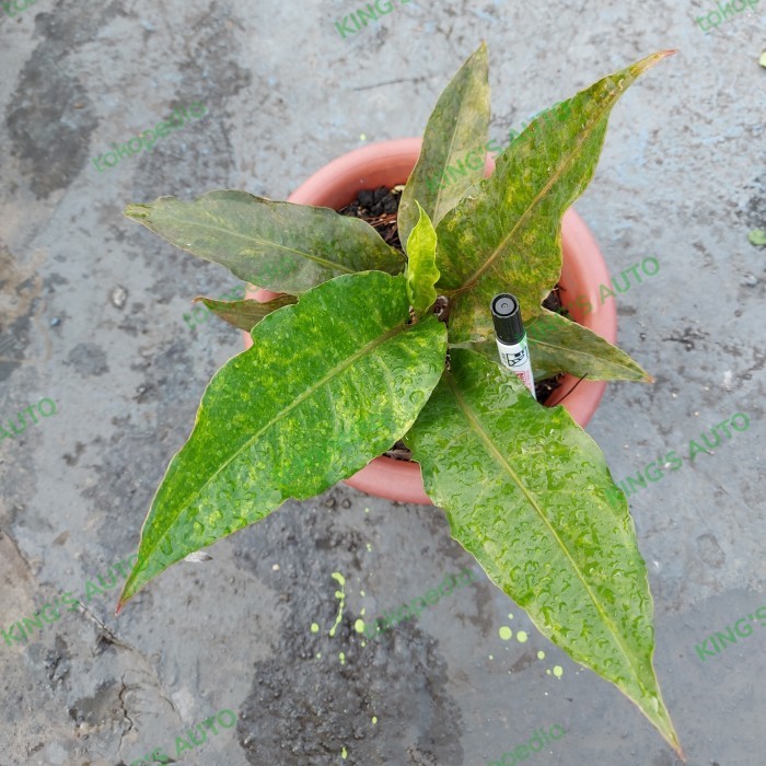 Anthurium Black Hokeri Varigata 21-11-2021 Product Asli