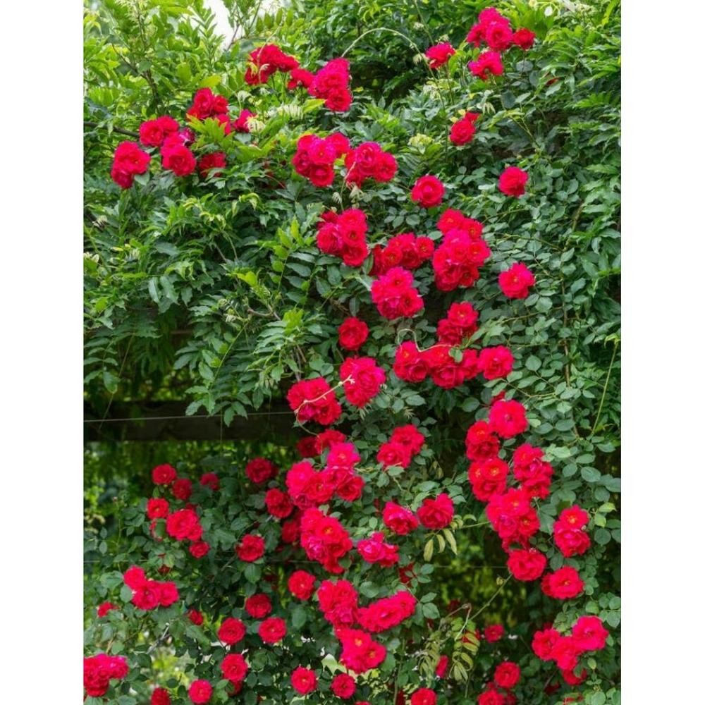 ORIGINAL Paket Mawar Rambat Isi 6 Pohon - Climbing Rose rf-45