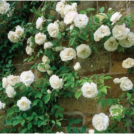 BISACOD Paket Mawar Rambat Isi 6 Pohon - Climbing Rose tg-342