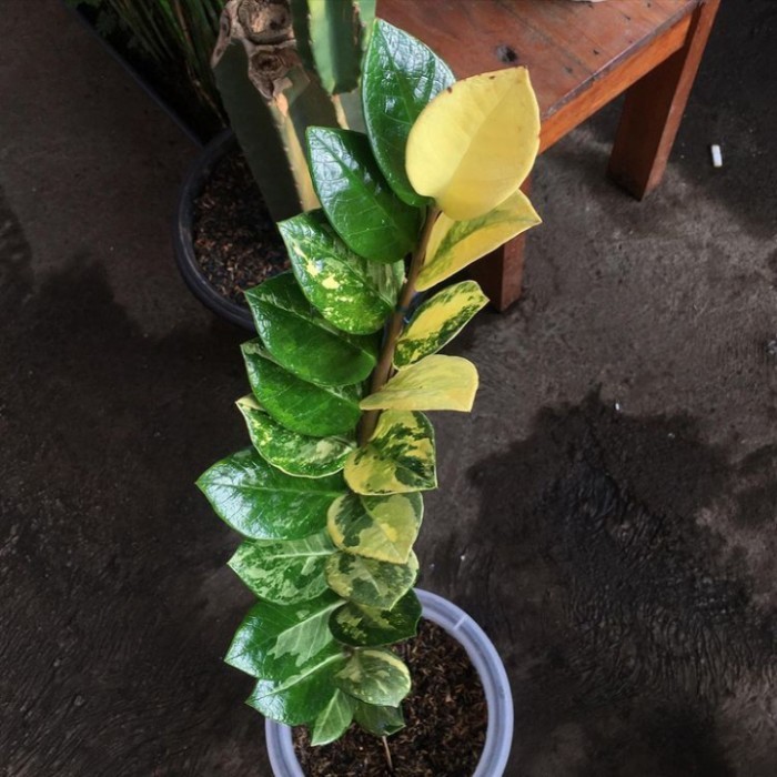 ris Tanaman hias Zamia culcas Varigata - Zamia dolar Varigata - zz var