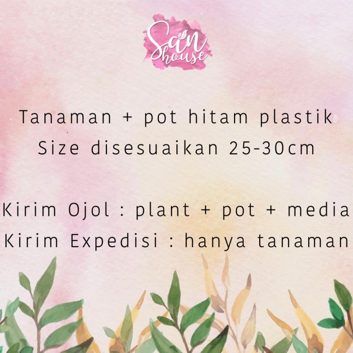 ris Licuala Grandis Palem Kol Palm Kipas