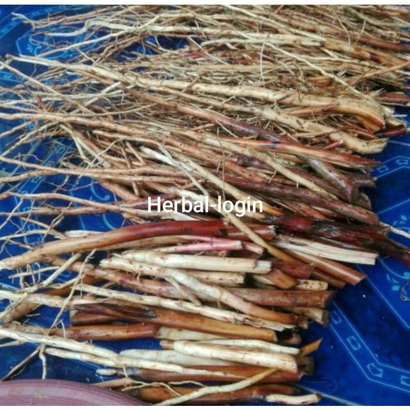 

Akar pinang muda/jambe muda 1kg akar pinang presh