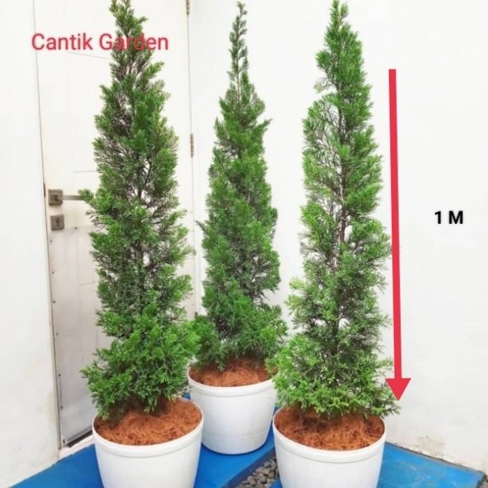 Lilin - Tanaman Cemara Lilin 1 Meter