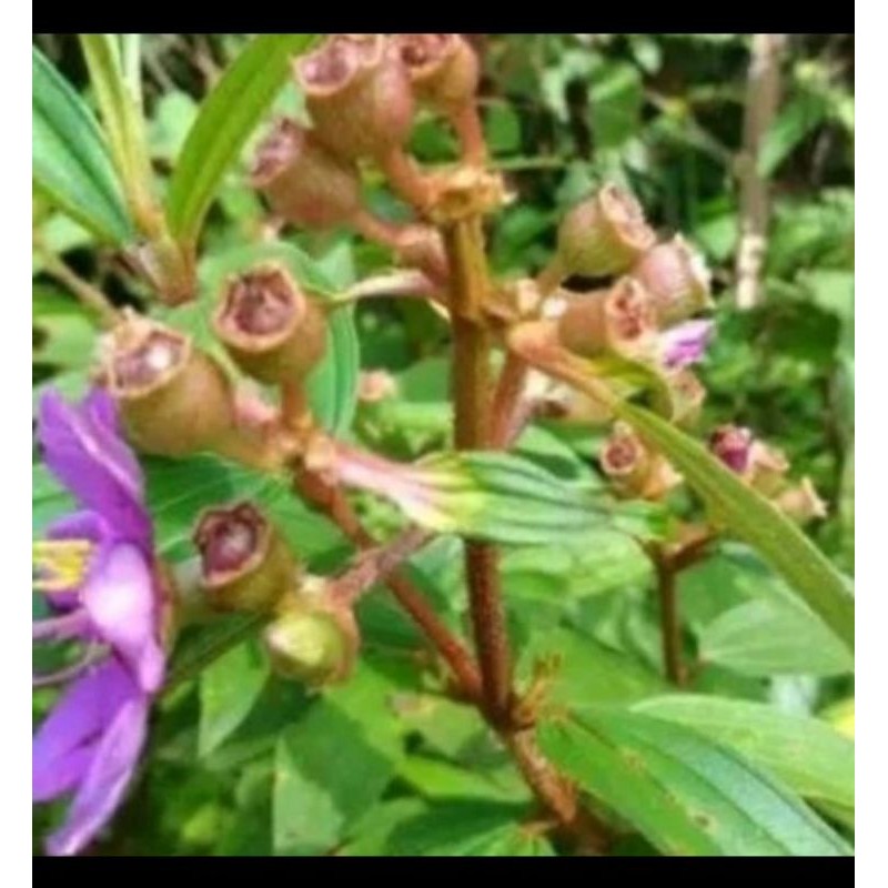 

Daun Senggani Senduduk Atau Harendong Segar 1kg
