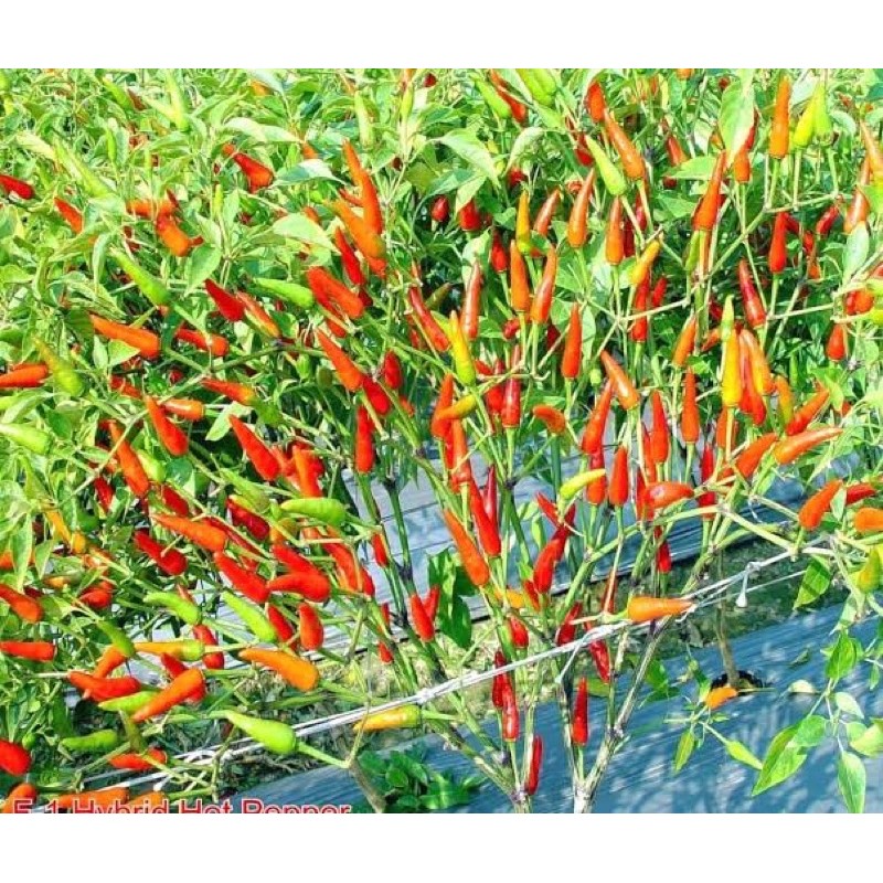 

cabe rawit segar 100 gram