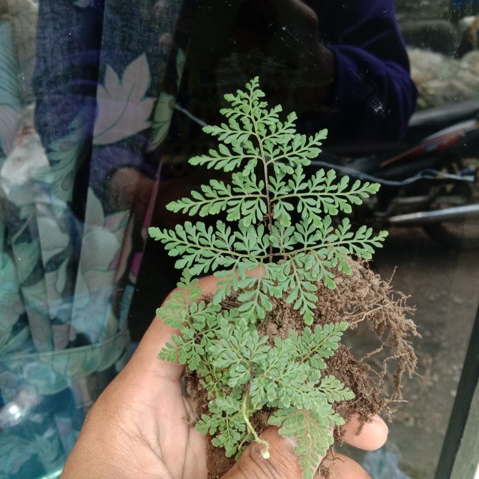 PAKIS PALUDARIUM~PAKIS MINI HIAS~PAKIS LASTREOPSISHISPIDA~PAKET 5 PCS