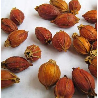 

600 G GR GRAM SHAN ZHI ZI FRUCTUS GARDENIA CAPE JASMINE FRUIT