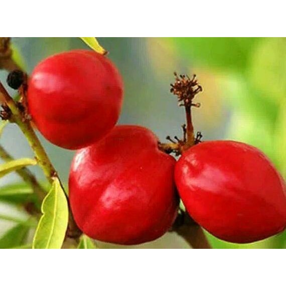 

BUAH MAHKOTA DEWA SEGAR 1KG *