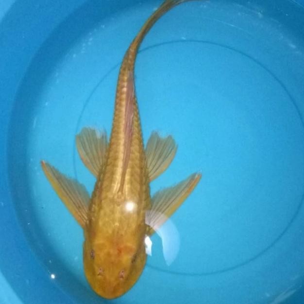 Ikan Sapu2 Albino Pembersih Kaca Size 20Cm