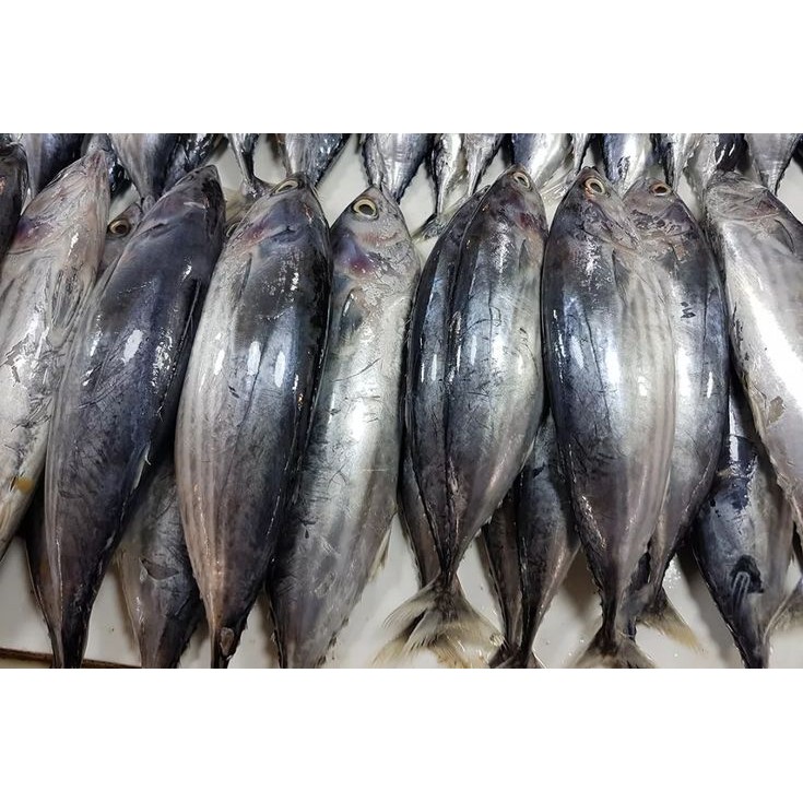 

Ikan tongkol segar ukuran 500 gram