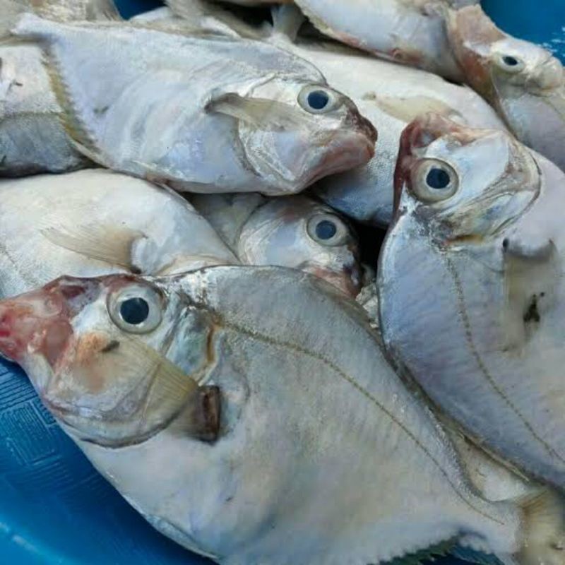 

Ikan petek segar ukuran 1 kilogram