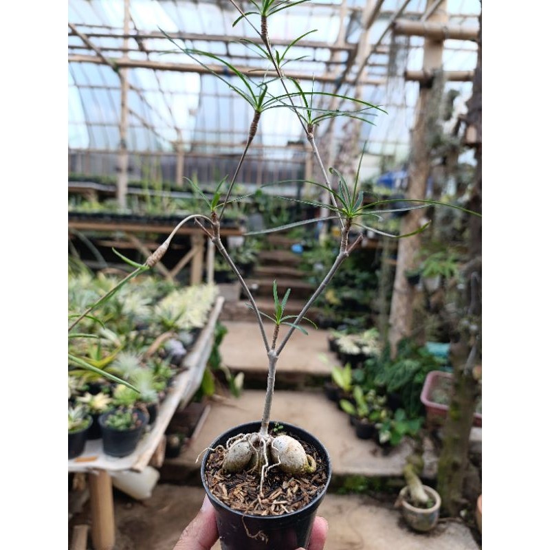 euphorbia hedyotoides Madagaskar KAKTUS SUKULEN TANAMAN HIAS