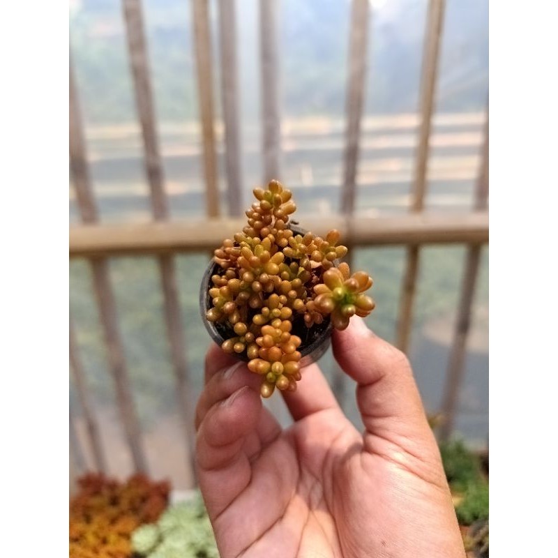 Sukulen jelly Bean | kaktus dan sukulen