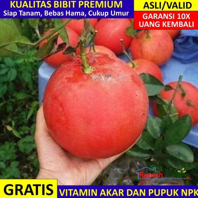 

Bibit tanaman buah Jeruk Red Pamelo Asli Bergaransi MMU