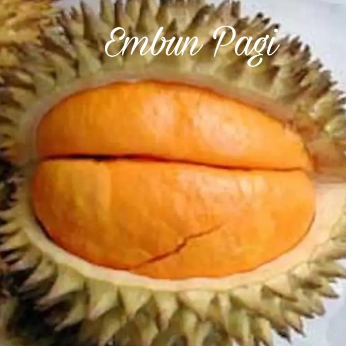 Bibit Buah Durian Elai at Lai Asal Kalimantan Jaminan jenisnya MMU