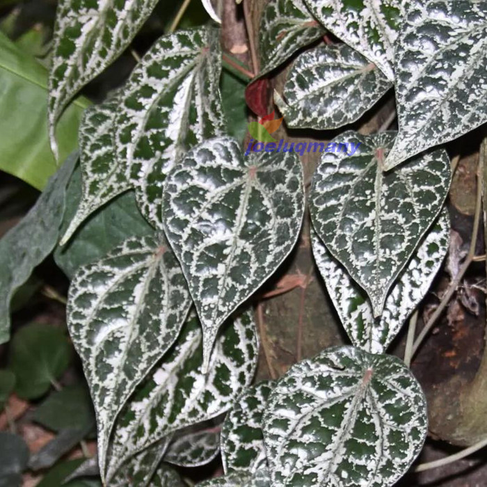 

Daun Sirih Merah Segar di petik saat ada order 100 lembar