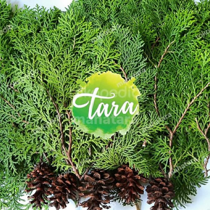 

Promo Daun Cemara Kipas Segar 1Kg Bonus Pinus,Dekorasi Natal,Garland,Hampers Murah