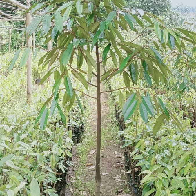 bibit durian musang king 2m(4tahun siap buah)