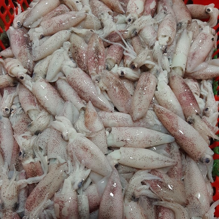 

Cumi Sero Segar 1 Kg / Cumi Sero Sedang Ukuran 5-7 Cm / Cumi Segar