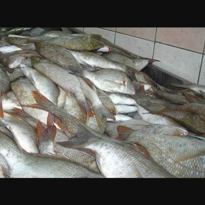 

Ikan Kakap Putih Segar