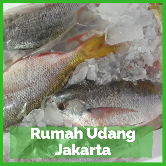 

Ikan Ekor Kuning Segar 1 Kg / Ikan Ekor Kuning Fresh