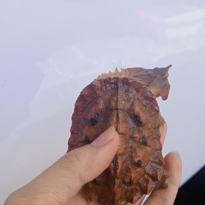 TERLARIS - mata mata turtle kura  mata mata Venezuela