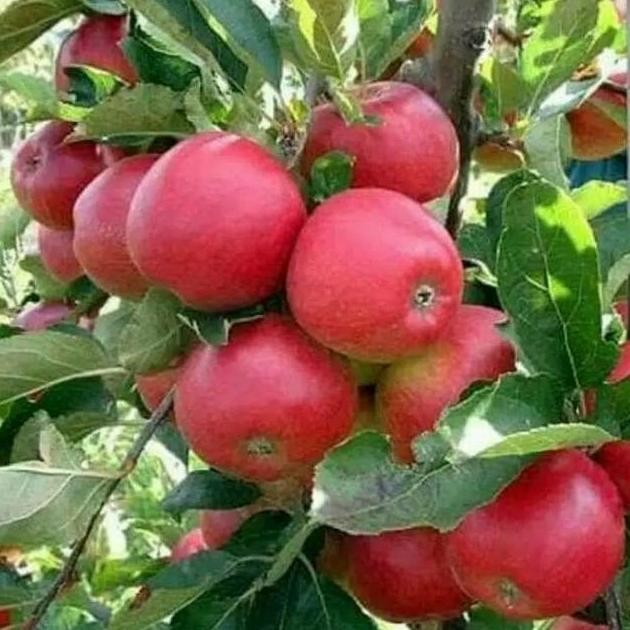 

TERBARU BIBIT APEL FUJI HASIL CANGKOK PROMO MURAH !!!!!