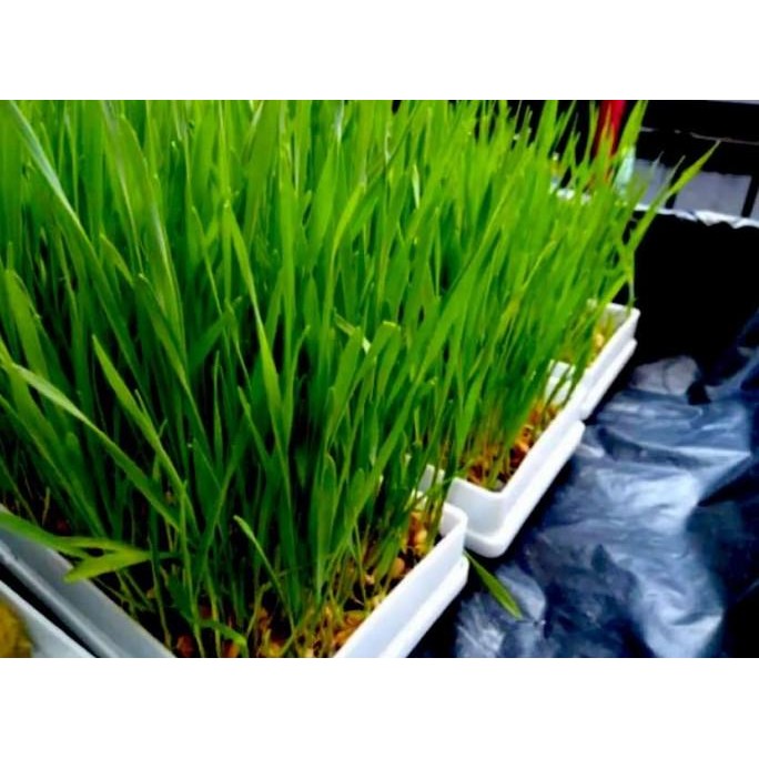 

NEW PRODUK PAKET MICROGREEN WHEATGRASS LENGKAP GARDENINGRAT (RUMPUT GANDUM) !!!!!