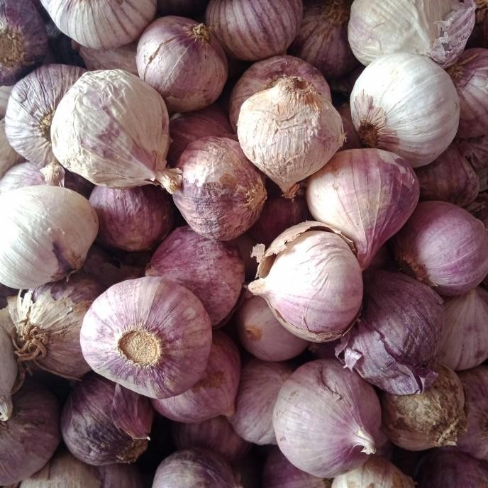 

bawang putih tunggal 1 kg